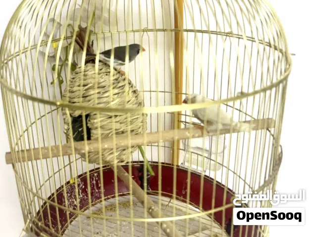 Finches pair with cage