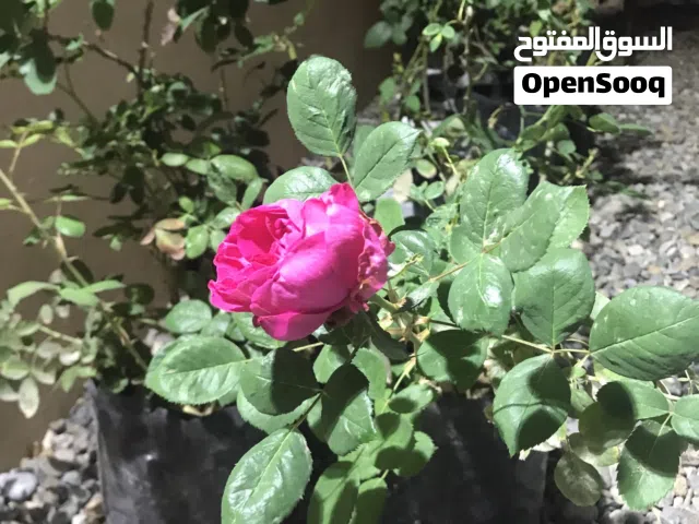 ورد محمدي فاخر