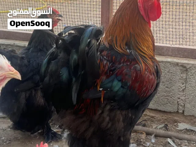 عرض لمدة اسبوع تخفيض اسعار دجاج كوشن العملاق