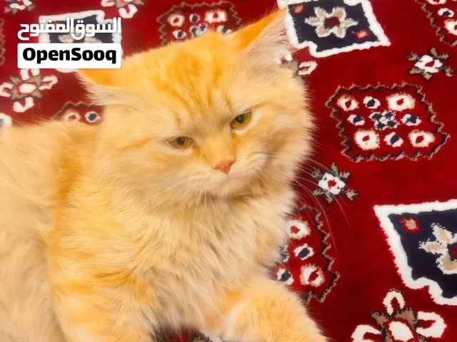 قط شيرازي لون برتقالي