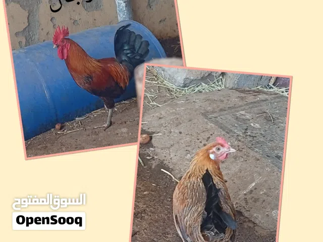 دجاج للي البيع ولا يوجد خدمة توصيل