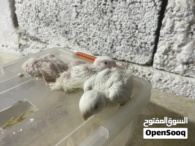 فروخ روز للترويض
