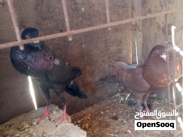 جوز نخب اول
