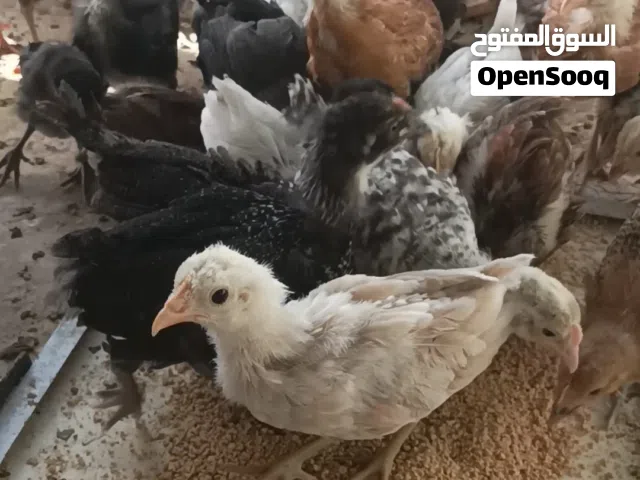دجاج محلي للتربية