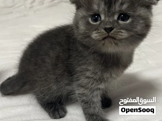 قطوه  جميله جدا لعوبه