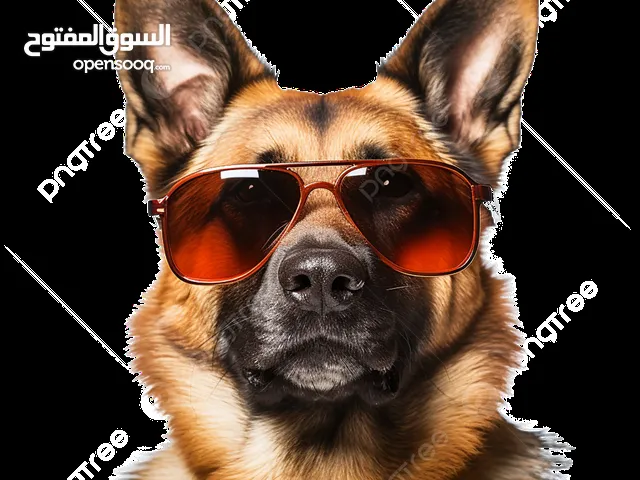مطلوب لتبني كلاب
