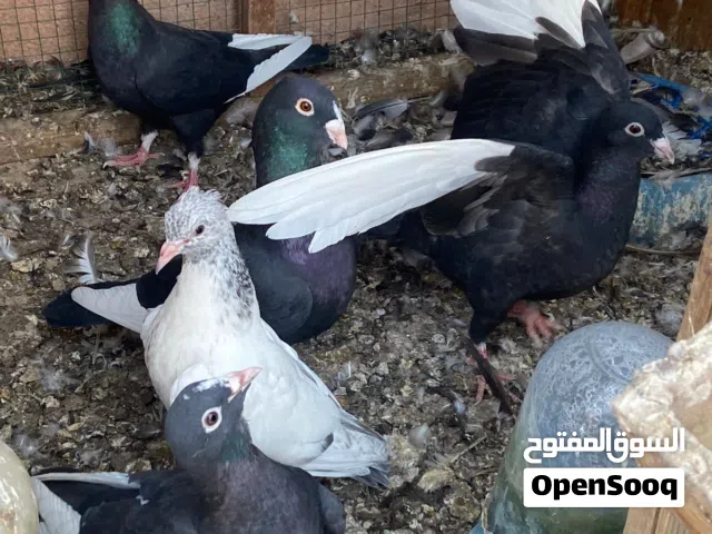 شوامل للبيع امهات وفرخات بعدهن ماطايرات للبيع