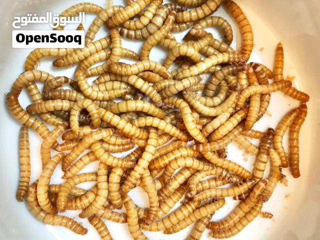 دود قبابي حي بالرياض وتوصيل لكلفة المناطق