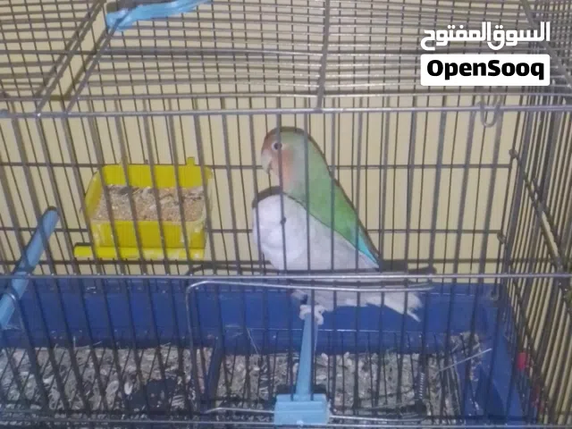 كوبيه بركديلو منتجه صحه ونضافه ربي يبارك