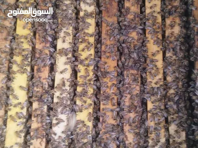 نحل علا10 براويز مضغوطه 8حضنه جاهزه لرفع نحل بصلاة عنبي ملاكات ممتازة جدا الموقع اربد لواءالكوره