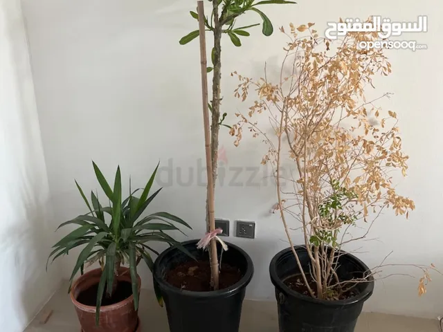 3 plants for indoor and outdoor