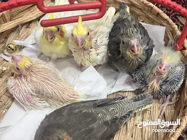 كوكتيل للبيع Cockatiel — صغار (أسبوعين إلى شهر)