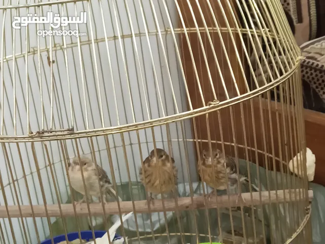 كناريات للبيع الواحد على 35 انتاج السنه
