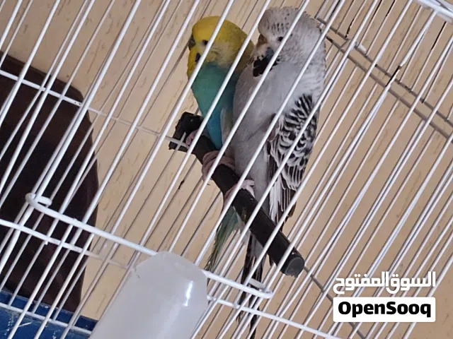 كوبيه بقلينو تبارك الرحمن اقر الوصف