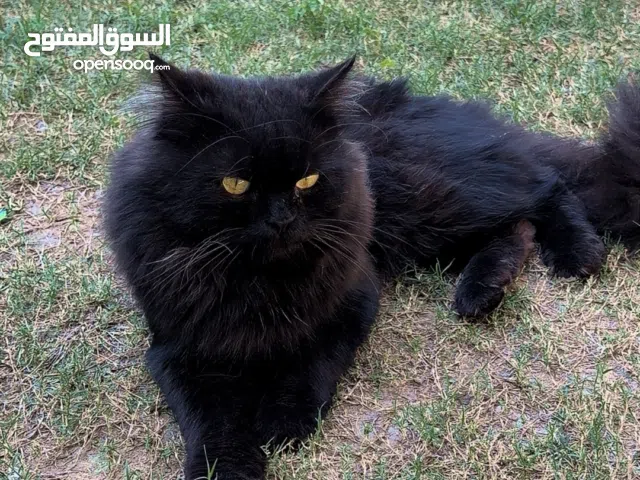 لتبني ذكّر شيرازي العمر سنه