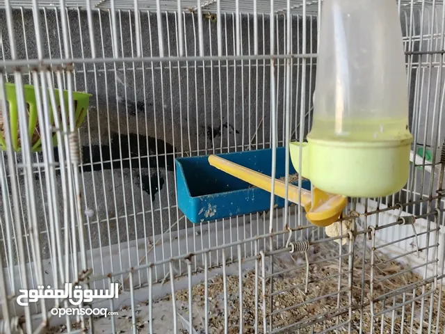كوبيه كناري أقره وصف