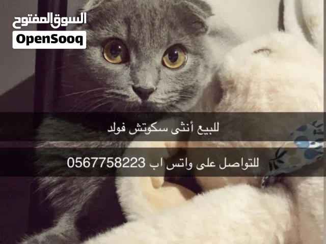 سكوتش فولد