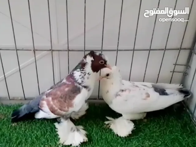 بسم الله ماشاء الله زوج مكاوي بحريني