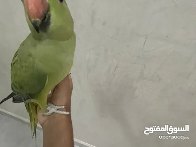 بيع بغبغاء الدرة( أنثى)