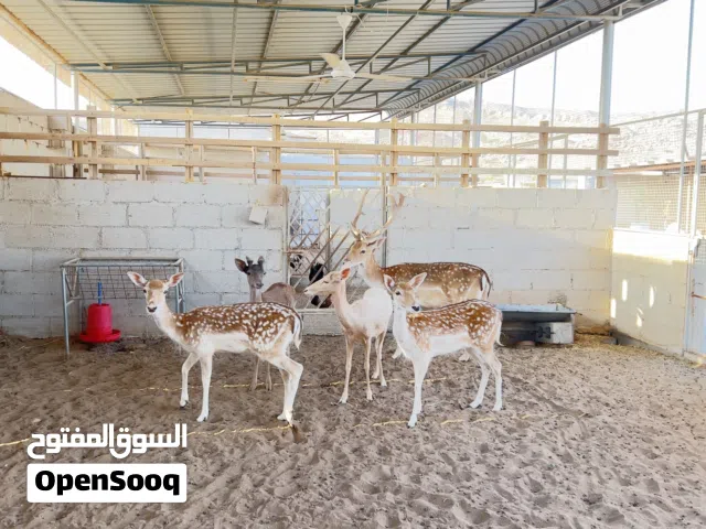 فرصة مميزة لمربي الغزلان ومحبي الاستثمار في الإنتاج