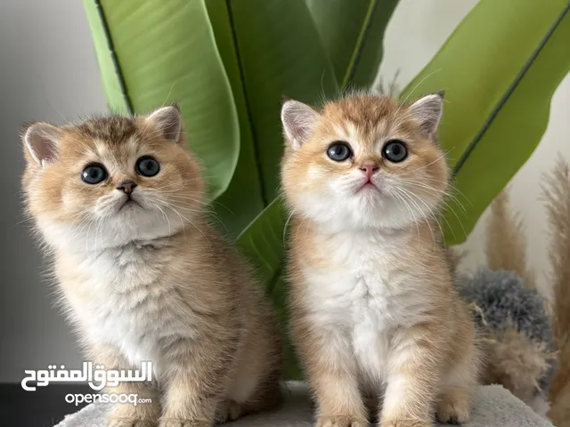 Golden Ny11 / Ny12 kittens