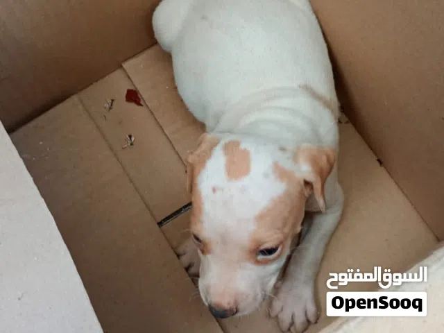 مشالله كلب جرو بتبول بصحه ممتازه