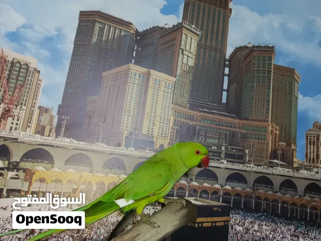 ببغاء دره هندي ذكر بدايه طوق بصحة ممتازة