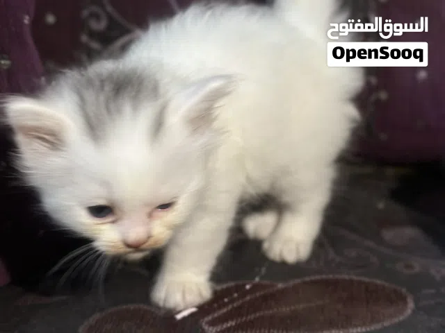 قطط  صغار للبيع  عمر  سبوعين