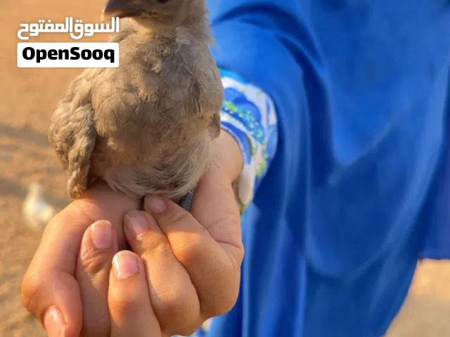 دجاج سلكي صحي – أسعار مميزة وجودة ممتازة