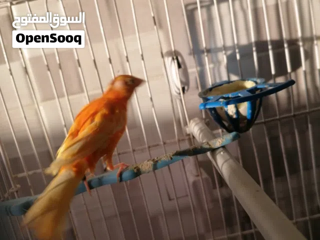 عصفور كنار بندوق جاهز