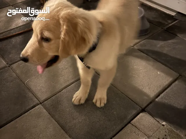 Golden retriever -