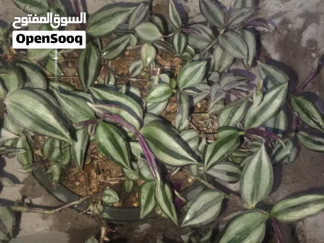 نباتات داخلية وخارجية نظيفة وحلوة فقط الي يريد يشتري يراسلني بأسعار مناسبة شوية أقل من السوق