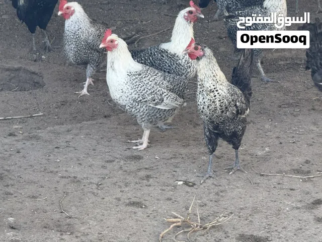 دجاج فيومي