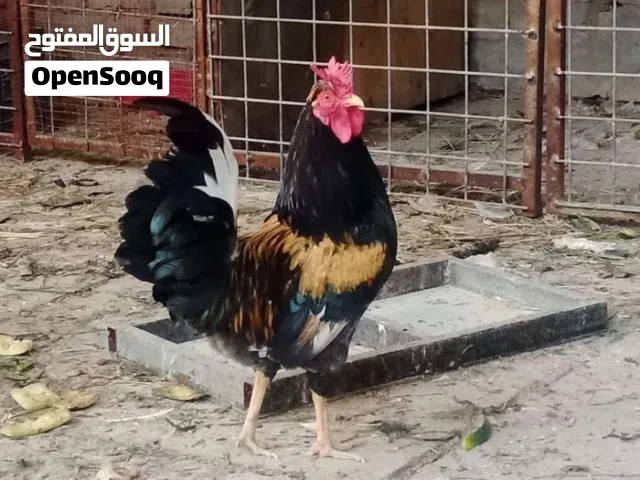 متاح 4 دجاجات امهات ركيبه كافات سعر الوحده 25 مكاني القبلة حي بغداد قرب مجلس المحافظة الجديد شارع ال