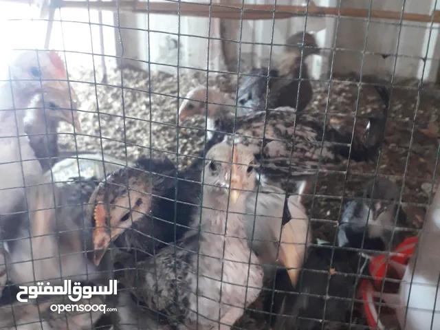 افراخ دجاج
