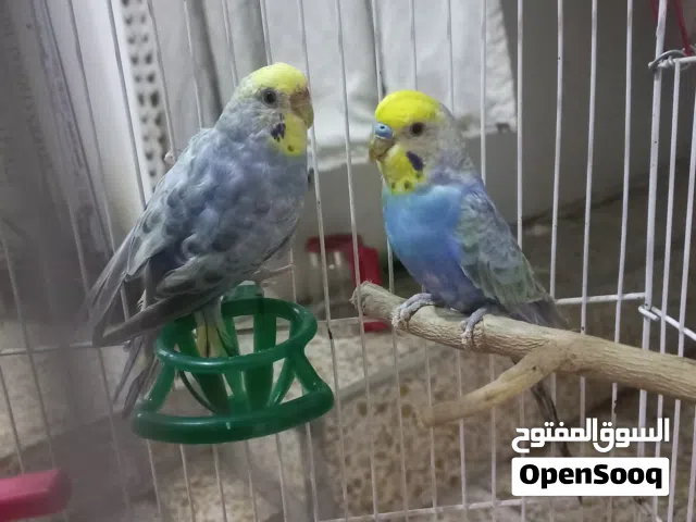 زوج طيور رينبو