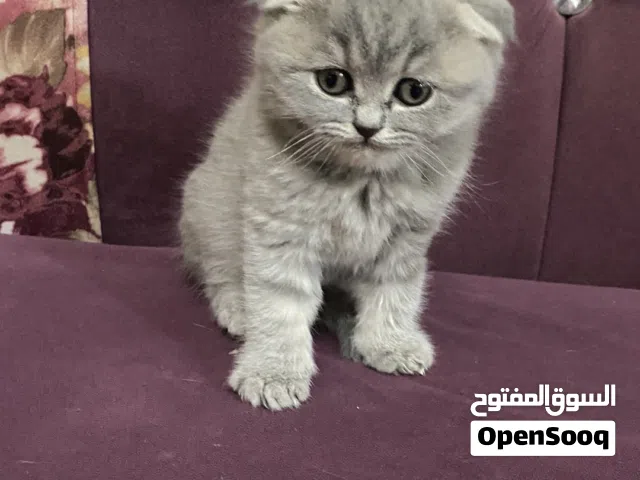 قطط سكوتش فولد (Scotch Fold) بيور - عمر شهر ونصف