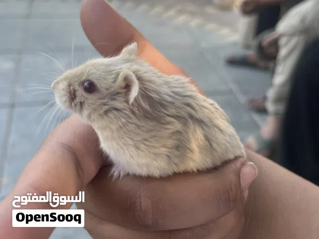 للبيع هامستر حط سعرك وشيله