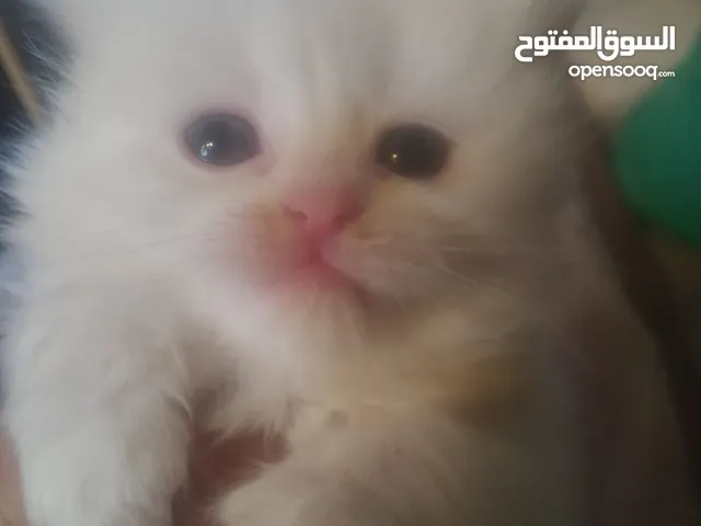 قطط للبيع هملايا مكس،شيرازي