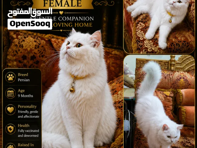 أنثى شيرازي جميله ولطيفة جدا مع العائله والاطفال