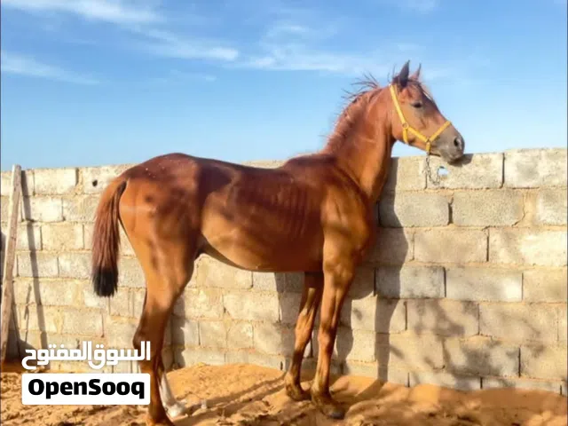 فلو للبيع بسم الله ماشاء الله