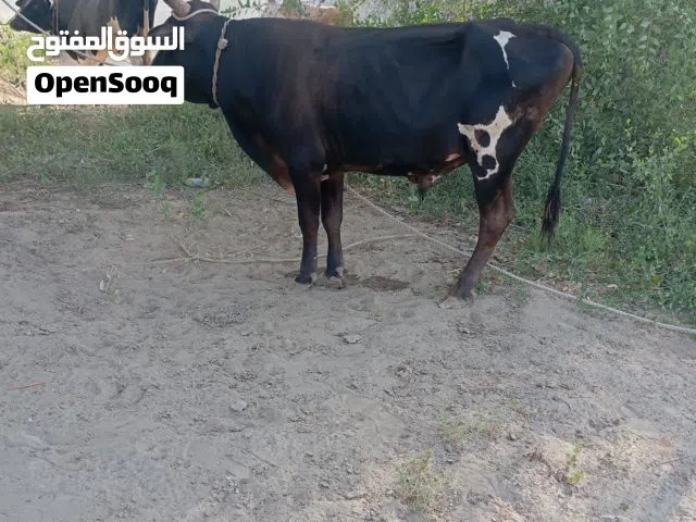 عجل رباعي للبيع 700
