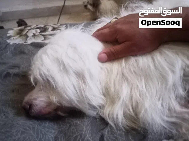 كلب ذكر وانثى فرنسي بياناردو