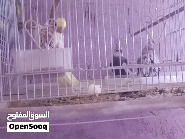كوكتيل انكليزي زوج وياهن ابنهن