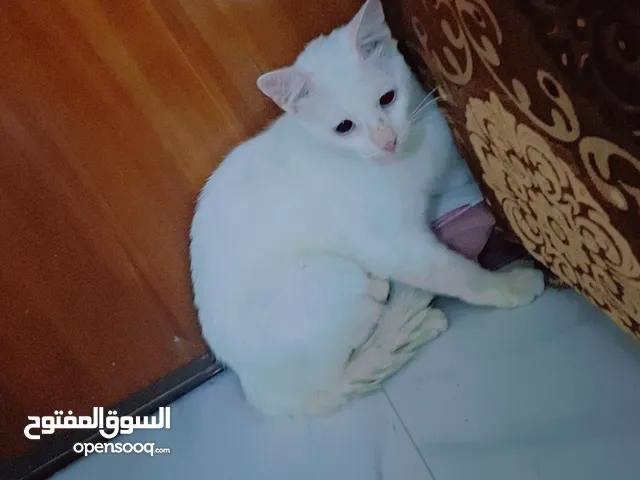 قطه شيرازيه للبيع  بسعر مناسب