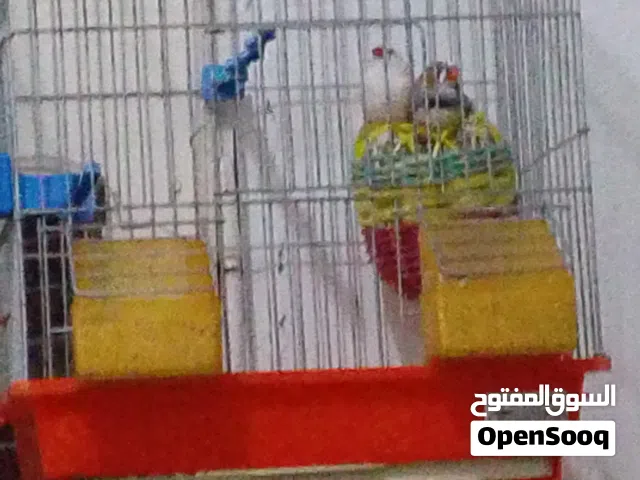 عصفور زيبره