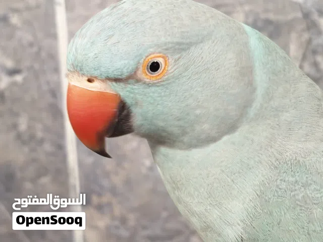 للبيع انثى الدره باللون الأزرق اليفه