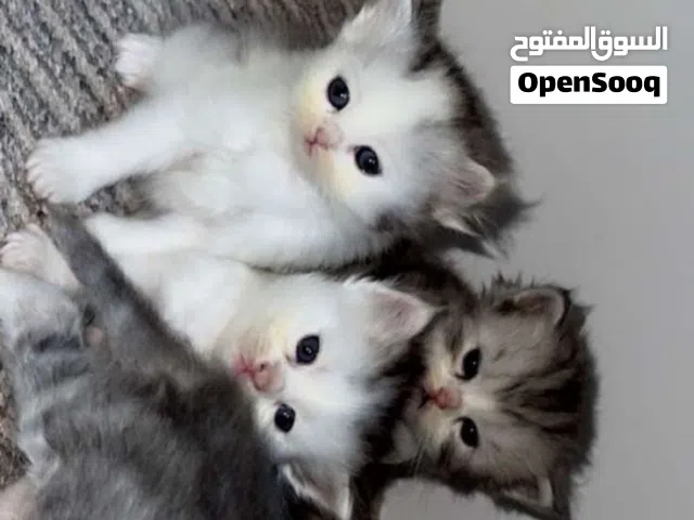 قطط شيرازي العمر شهر واسبوع