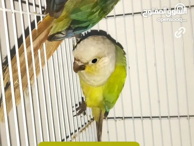 كوبل مولينا