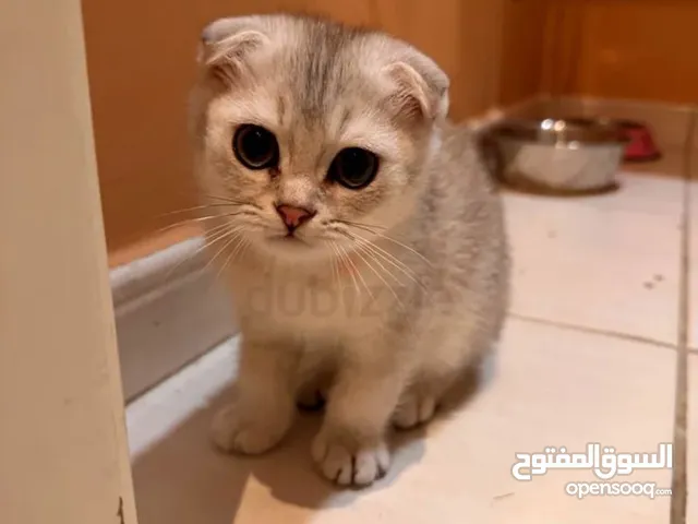 Scottish fold  beautiful Kittens